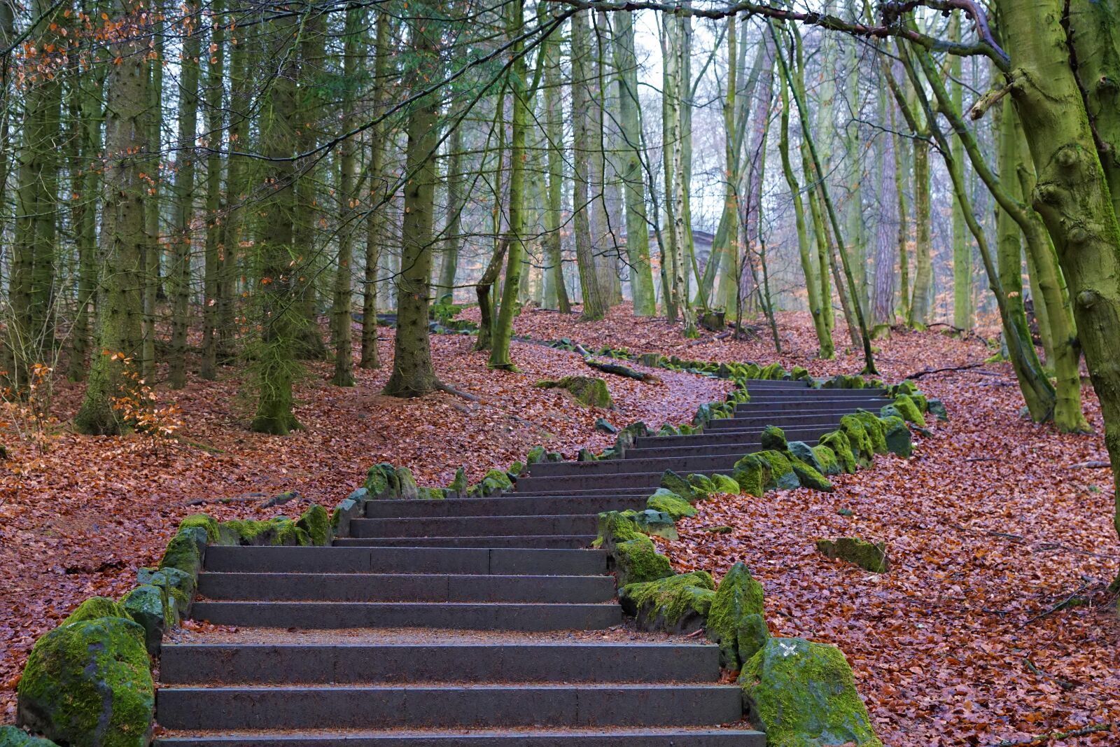 Sony ILCA-77M2 + Sony DT 16-50mm F2.8 SSM sample photo. Forest, away, gradually photography