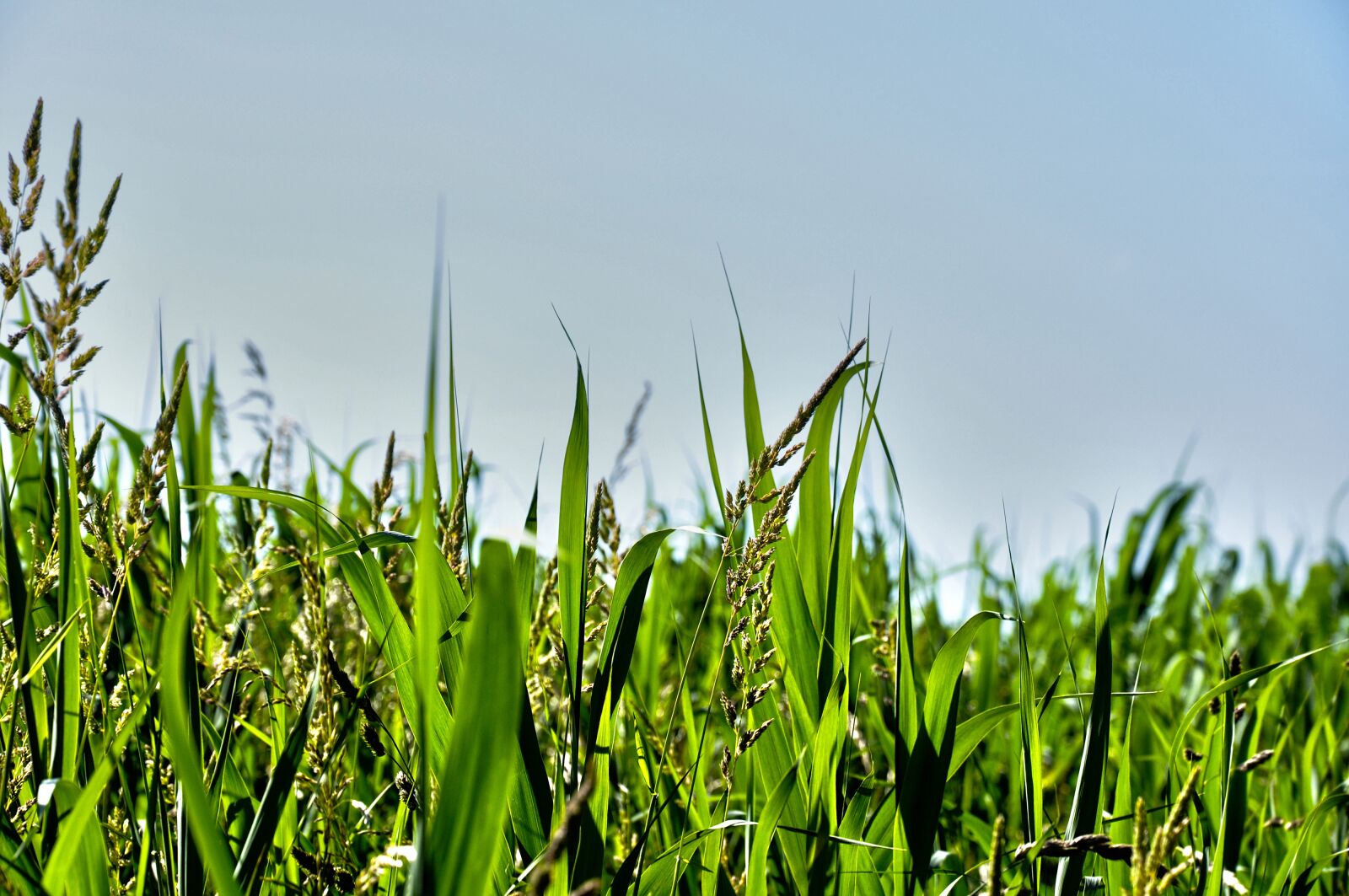 Nikon D90 sample photo. Grass, blades, grass blades photography