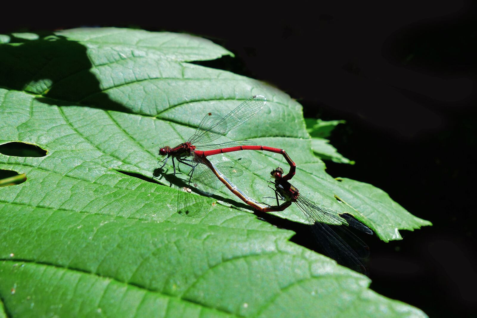 Panasonic Lumix DMC-FZ200 sample photo. Dragonflies, heart, insect photography