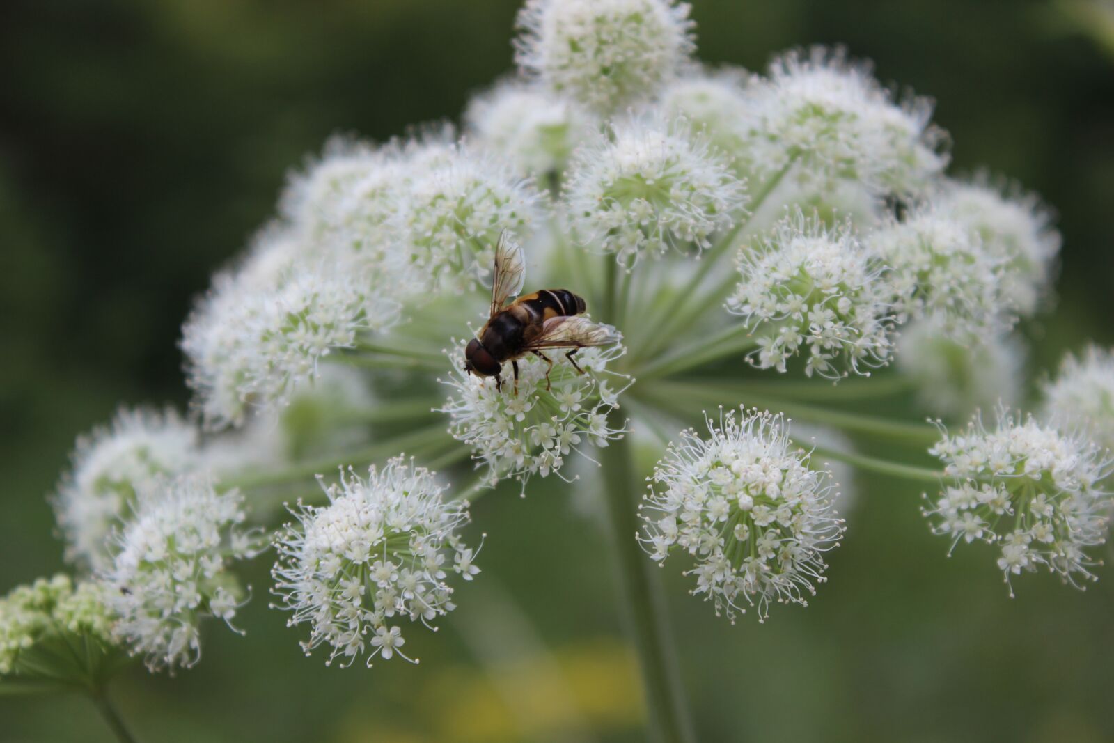 Canon EOS 600D (Rebel EOS T3i / EOS Kiss X5) sample photo. Fly, insect, blossom photography
