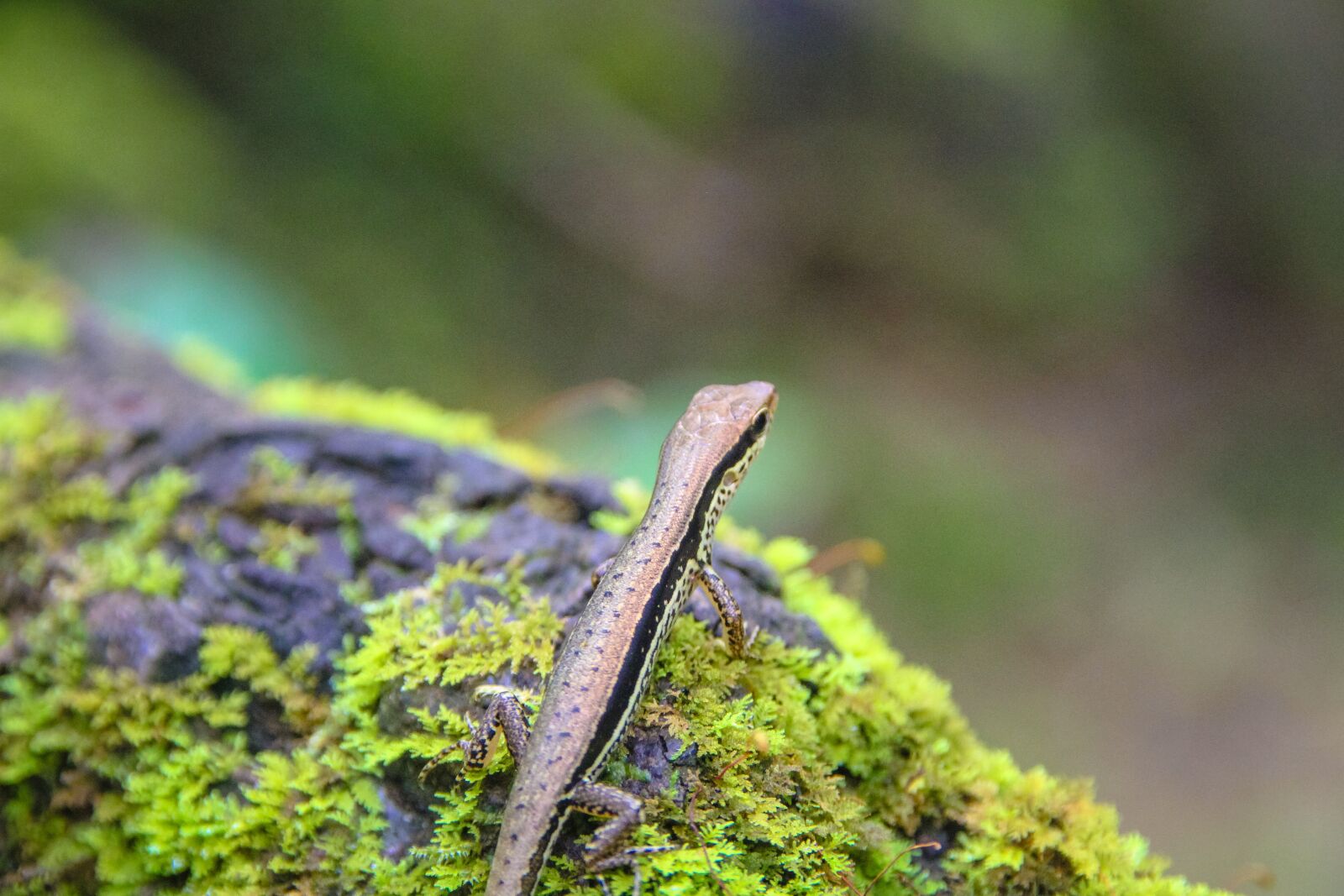 Canon EOS 7D sample photo. Gila, animals, nature photography