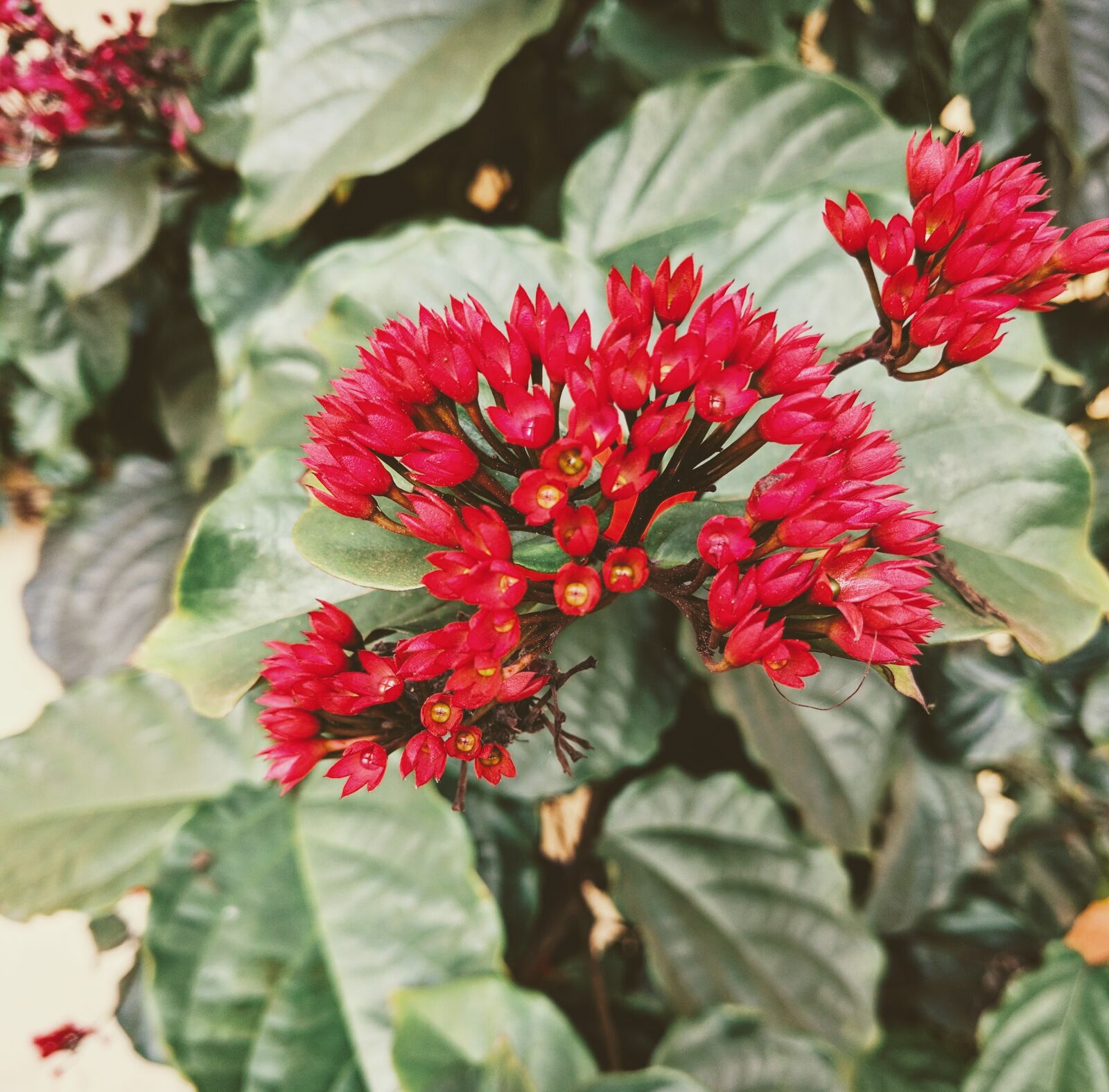 LG Nexus 5X sample photo. Beautiful, flowers, flowers, fresh photography