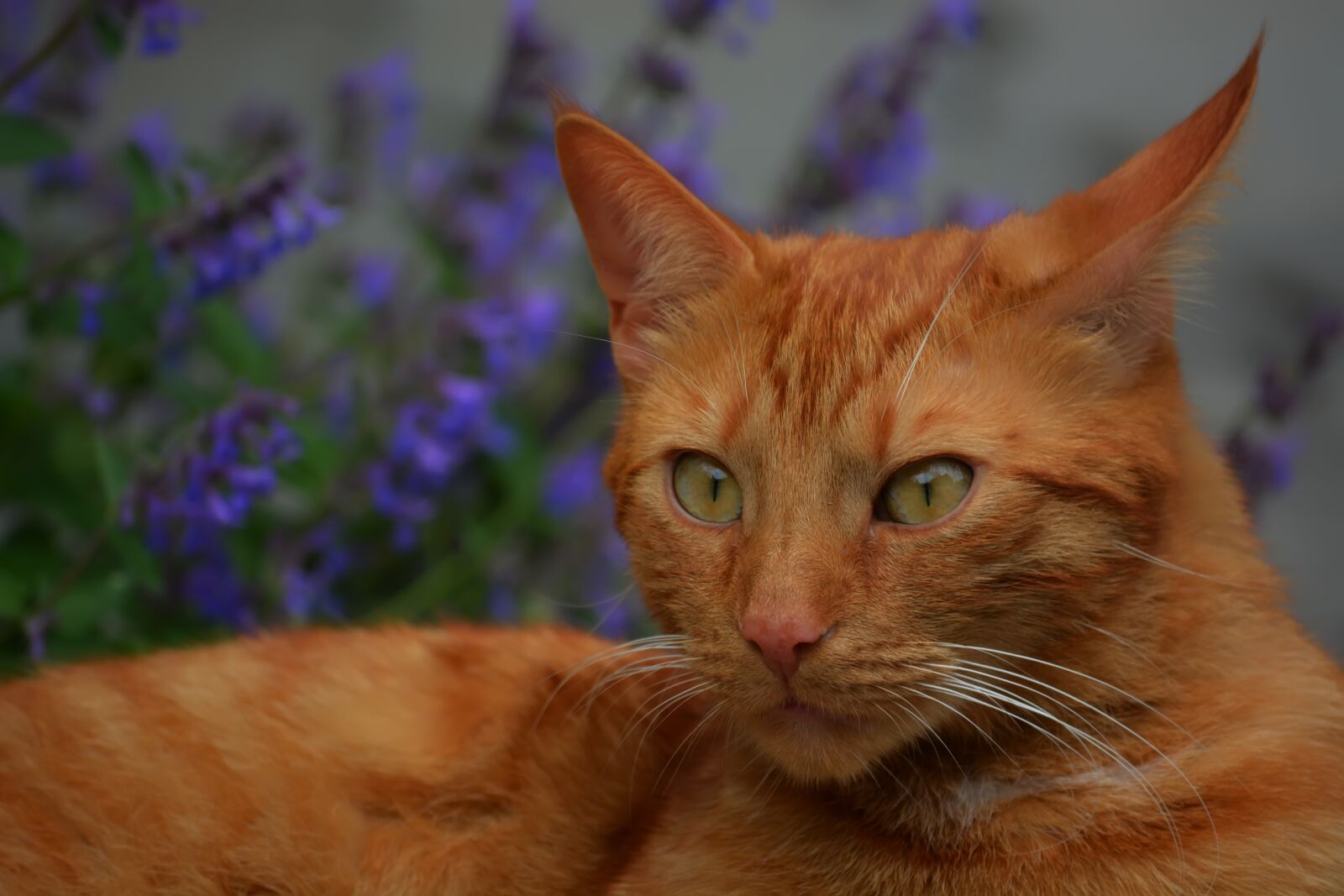 Nikon D5200 sample photo. Winnie the pooh, cat photography