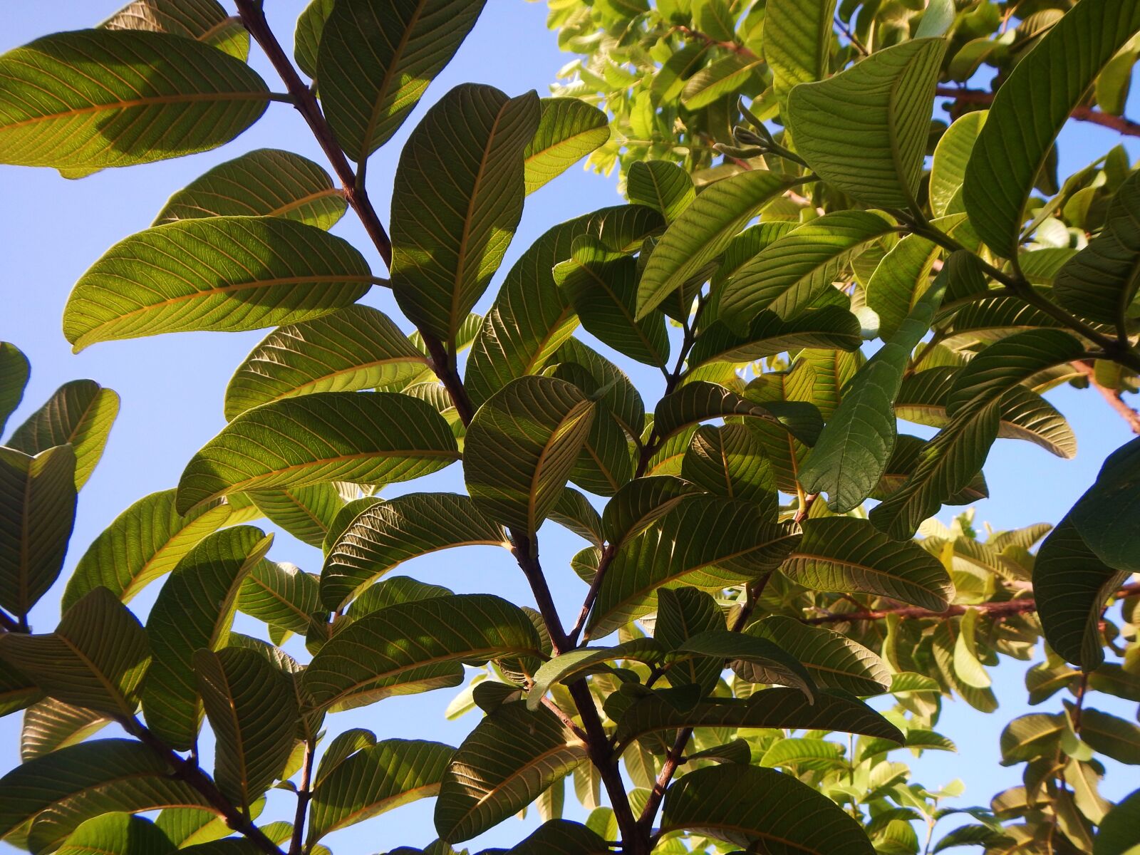 Nikon Coolpix AW110 sample photo. Plant, leaves, nature photography