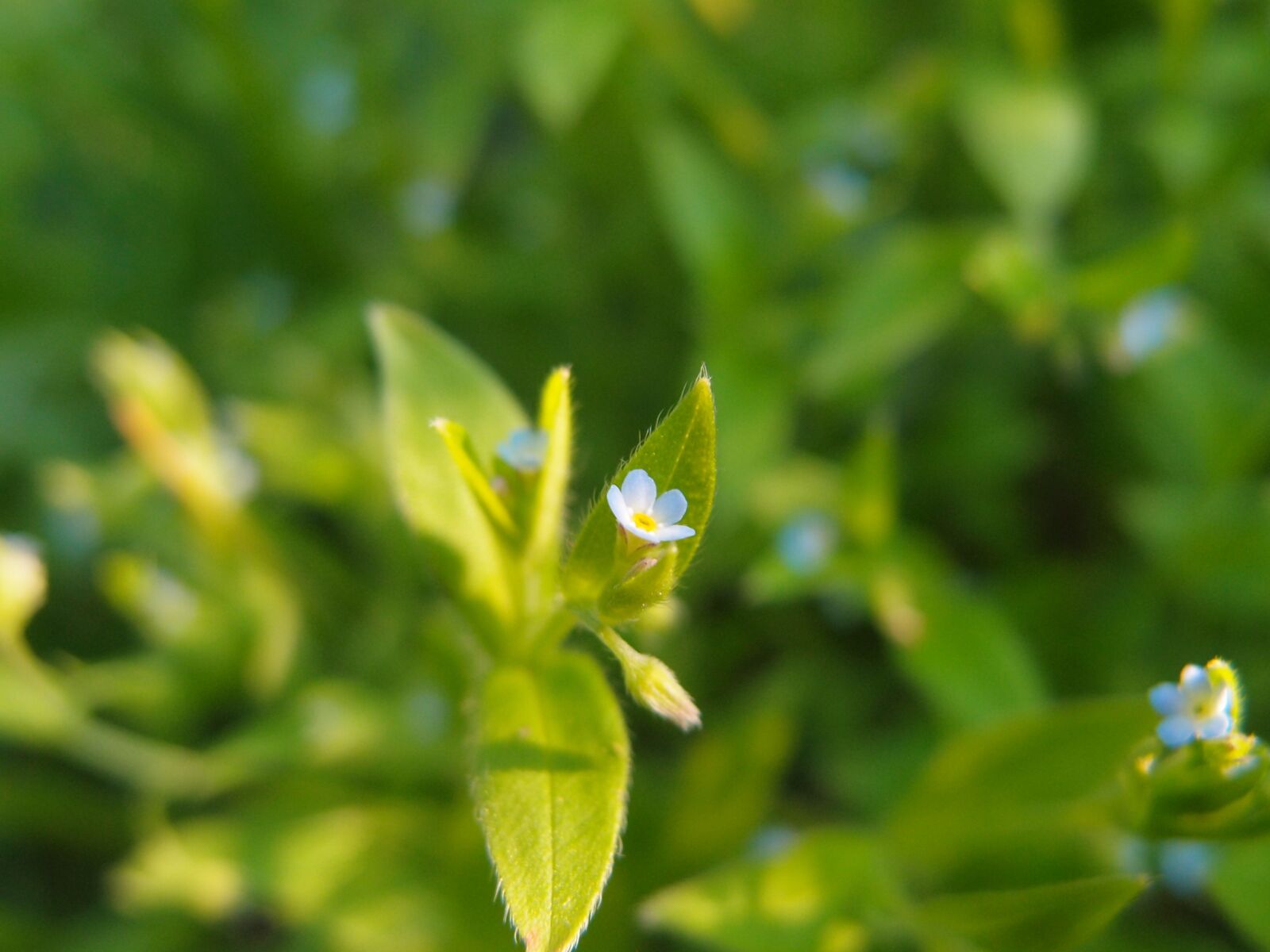 Olympus XZ-1 sample photo. Flowers, macro, blue flowers photography