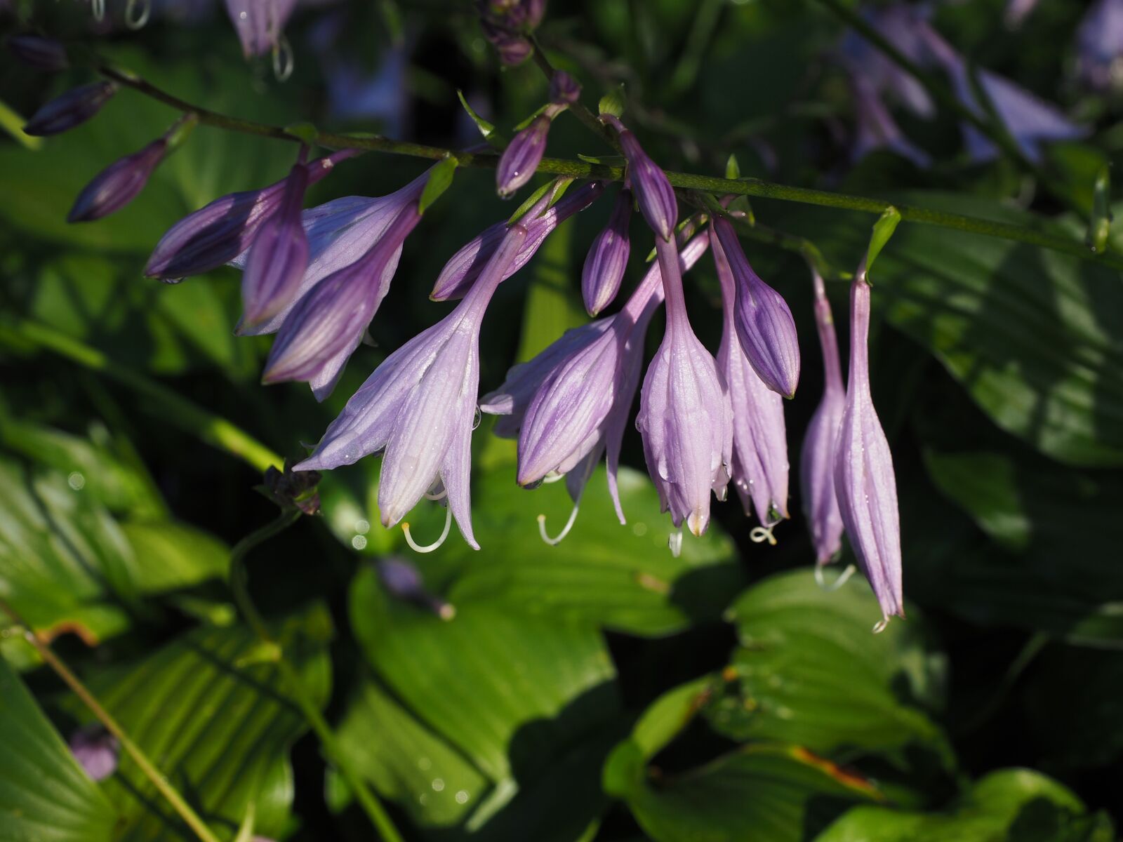 Olympus OM-D E-M1 + Olympus M.Zuiko Digital ED 12-40mm F2.8 Pro sample photo. Plantain lily, flowers, violet photography