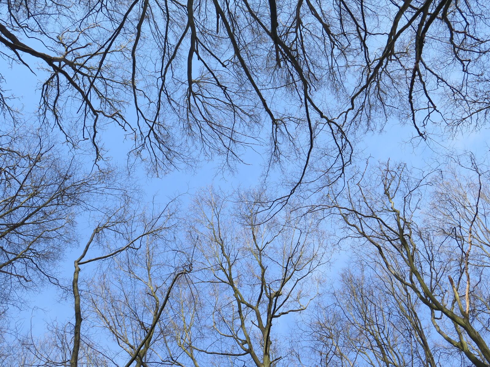 Canon PowerShot G16 sample photo. Forest, nature, trees photography