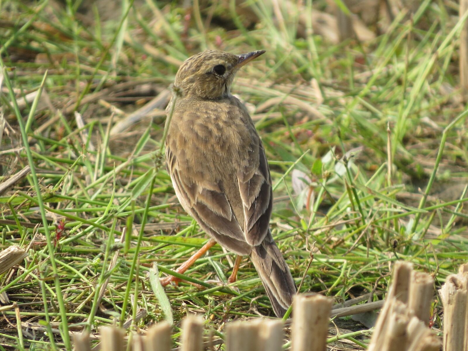 Canon PowerShot SX50 HS sample photo. Bird, nature, animal photography