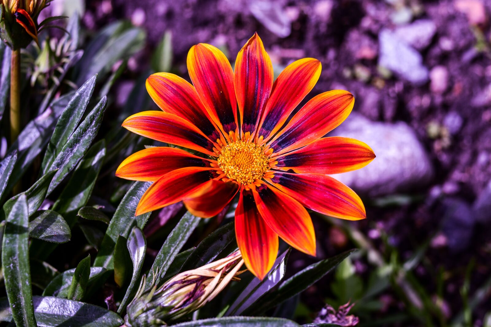 Nikon D3400 sample photo. Flower beautiful, nature, plant photography