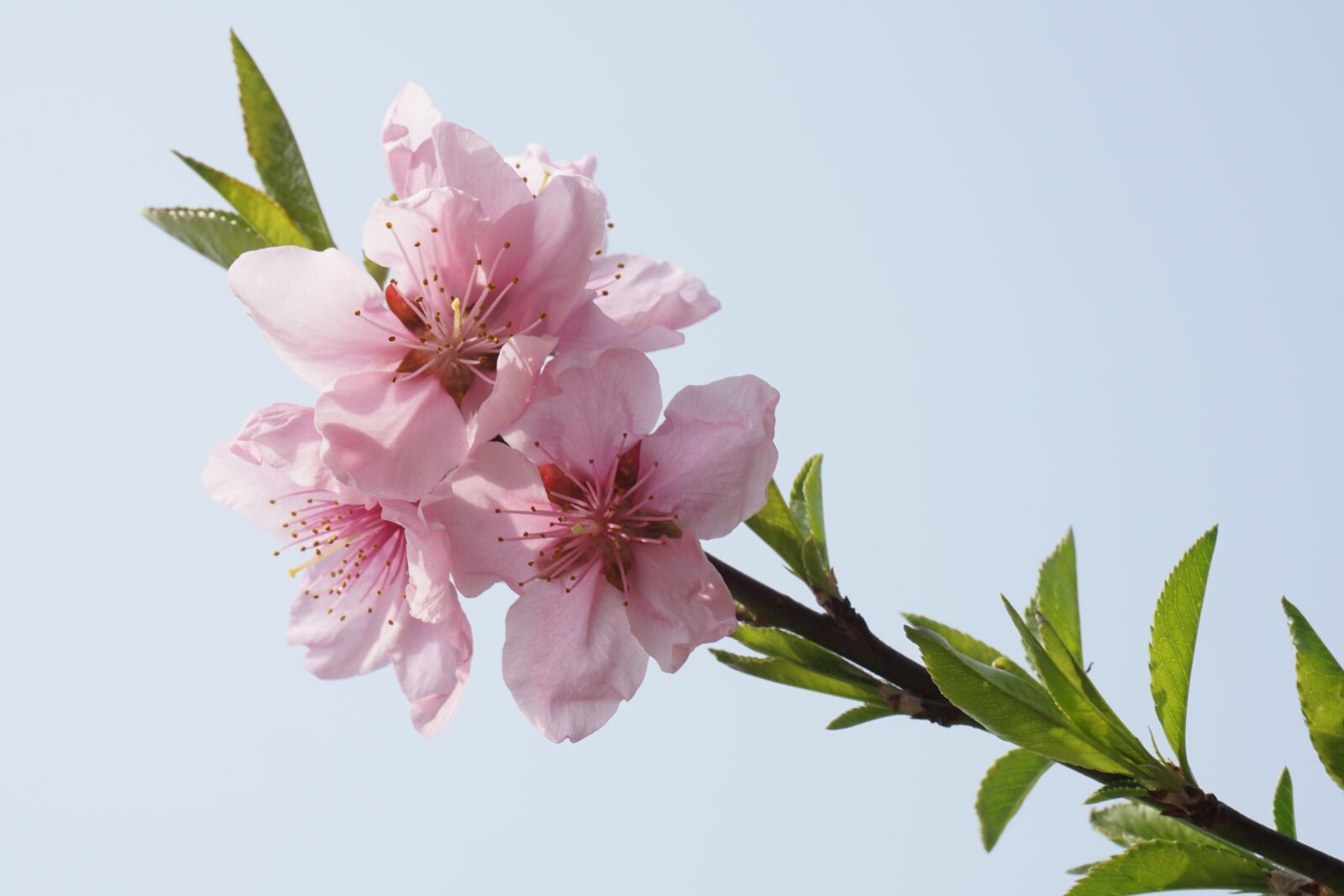 Sony a5100 sample photo. Peach blossom, pink, primary photography