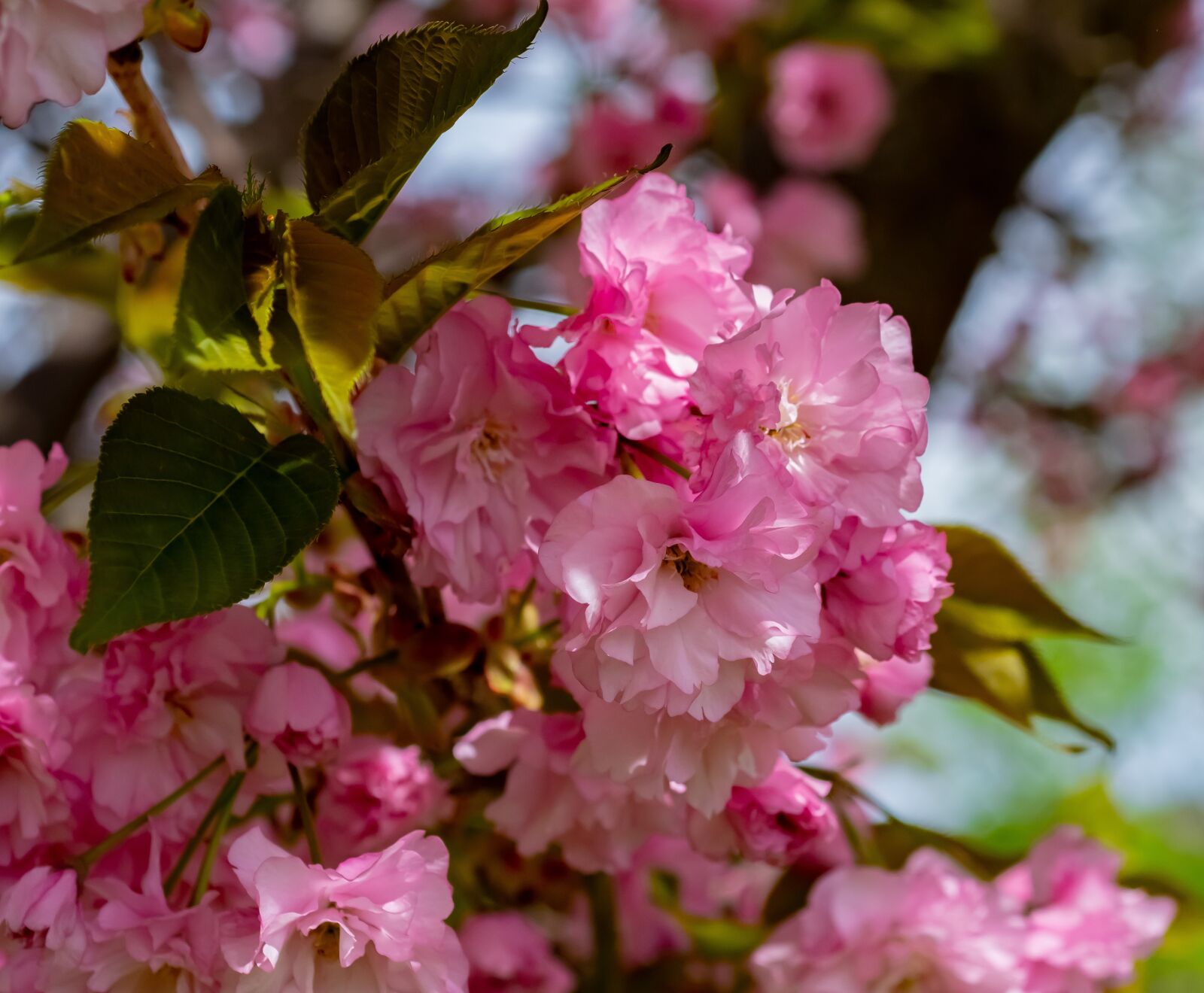 Nikon D500 sample photo. Flowering crab, tree, spring photography