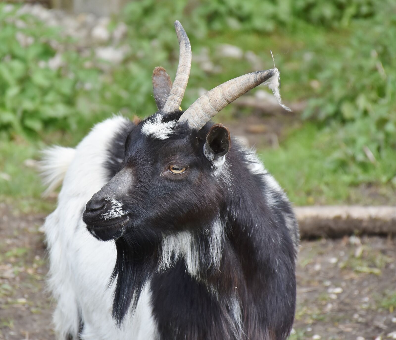 Nikon D7200 sample photo. Goat, bock, horns photography