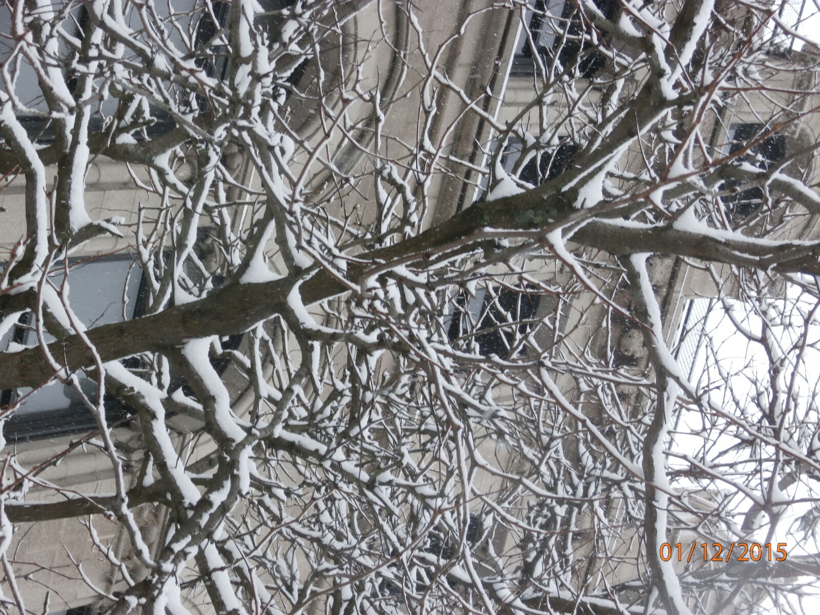 Olympus SZ-15,DZ-100 sample photo. Trees, and, e, c photography