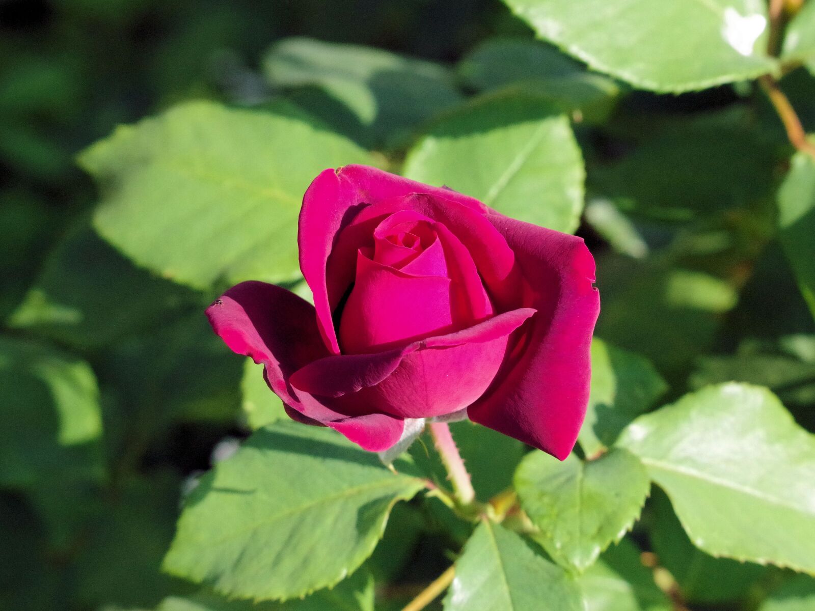 Pentax K-70 sample photo. Rose, red, flower photography