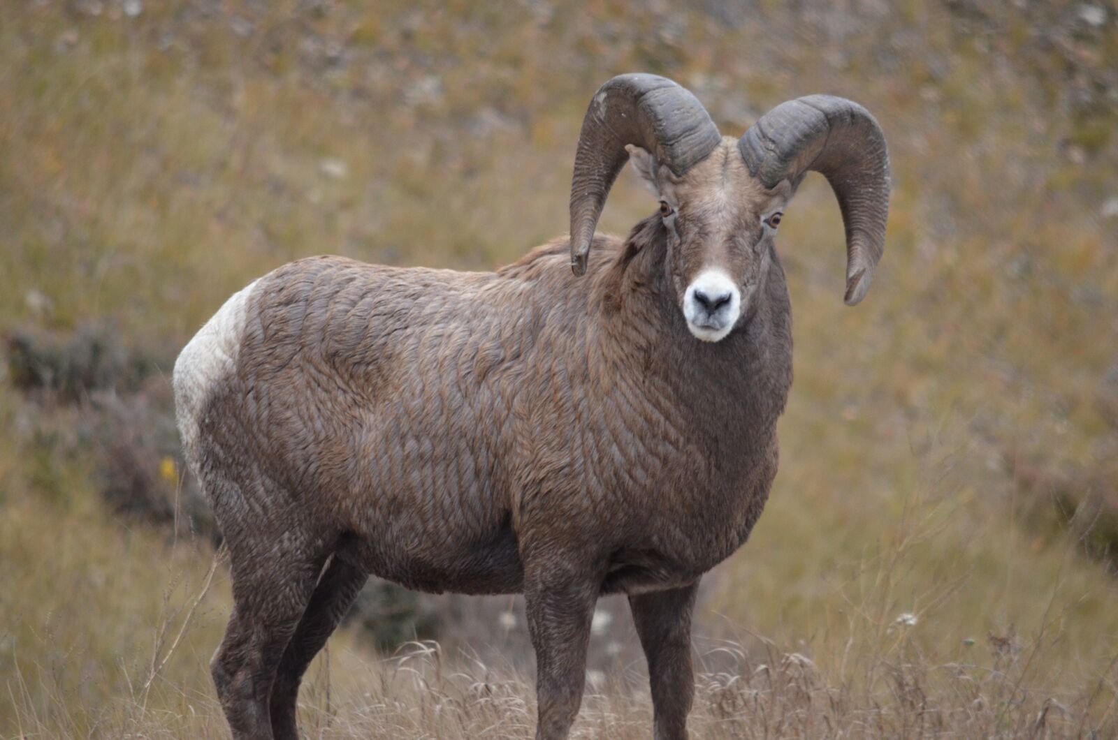 Nikon D5100 sample photo. Big horn sheep, mountain photography