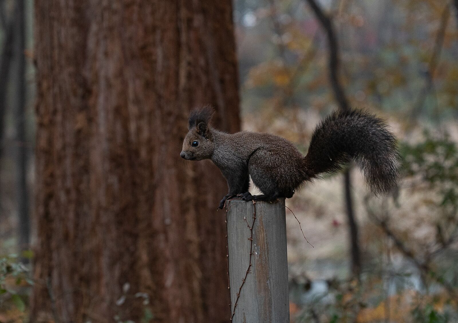 Sony a7S II sample photo. Eurasian red squirrel, wild photography