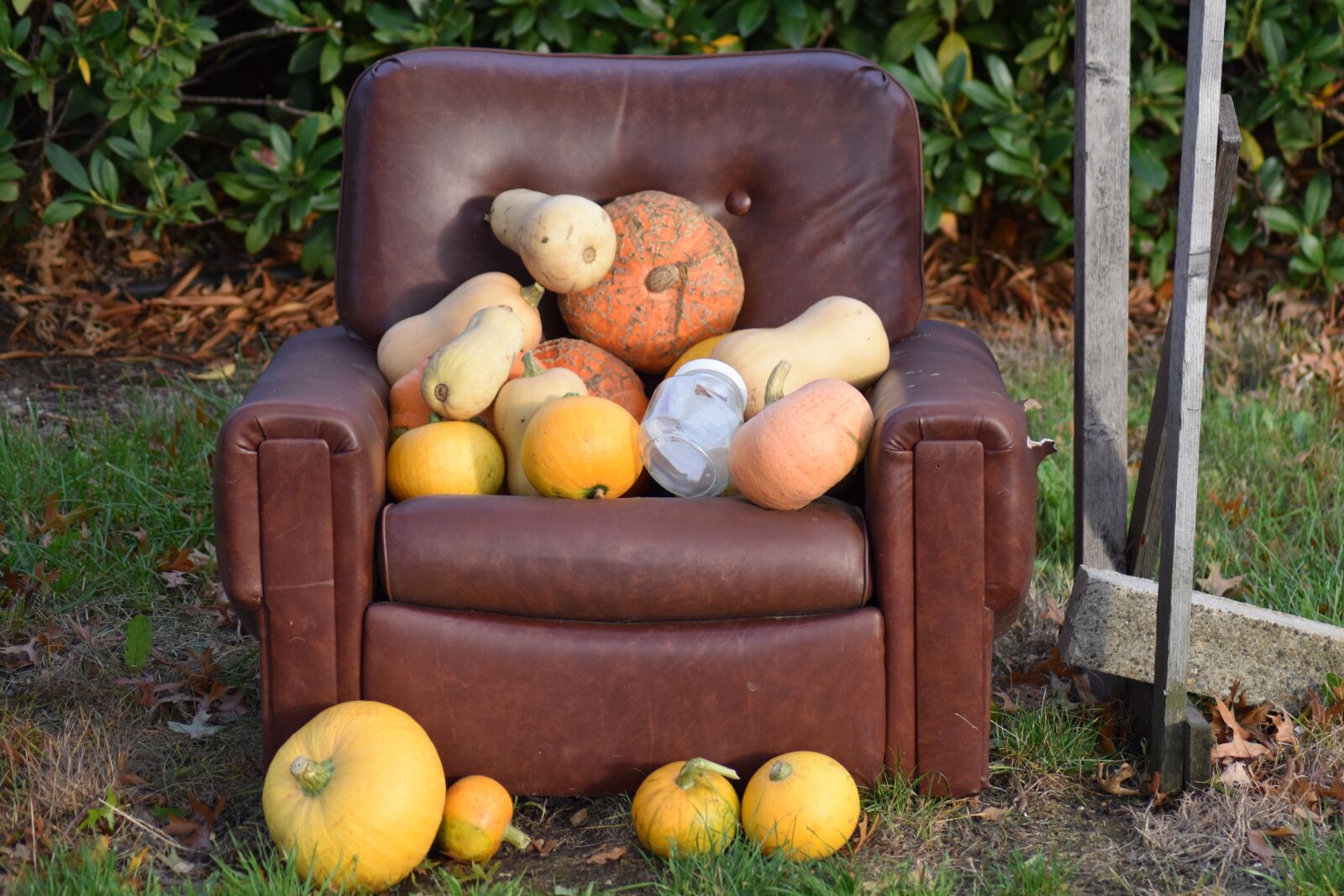Nikon D3500 sample photo. Pumpkin, pumpkins, sales photography