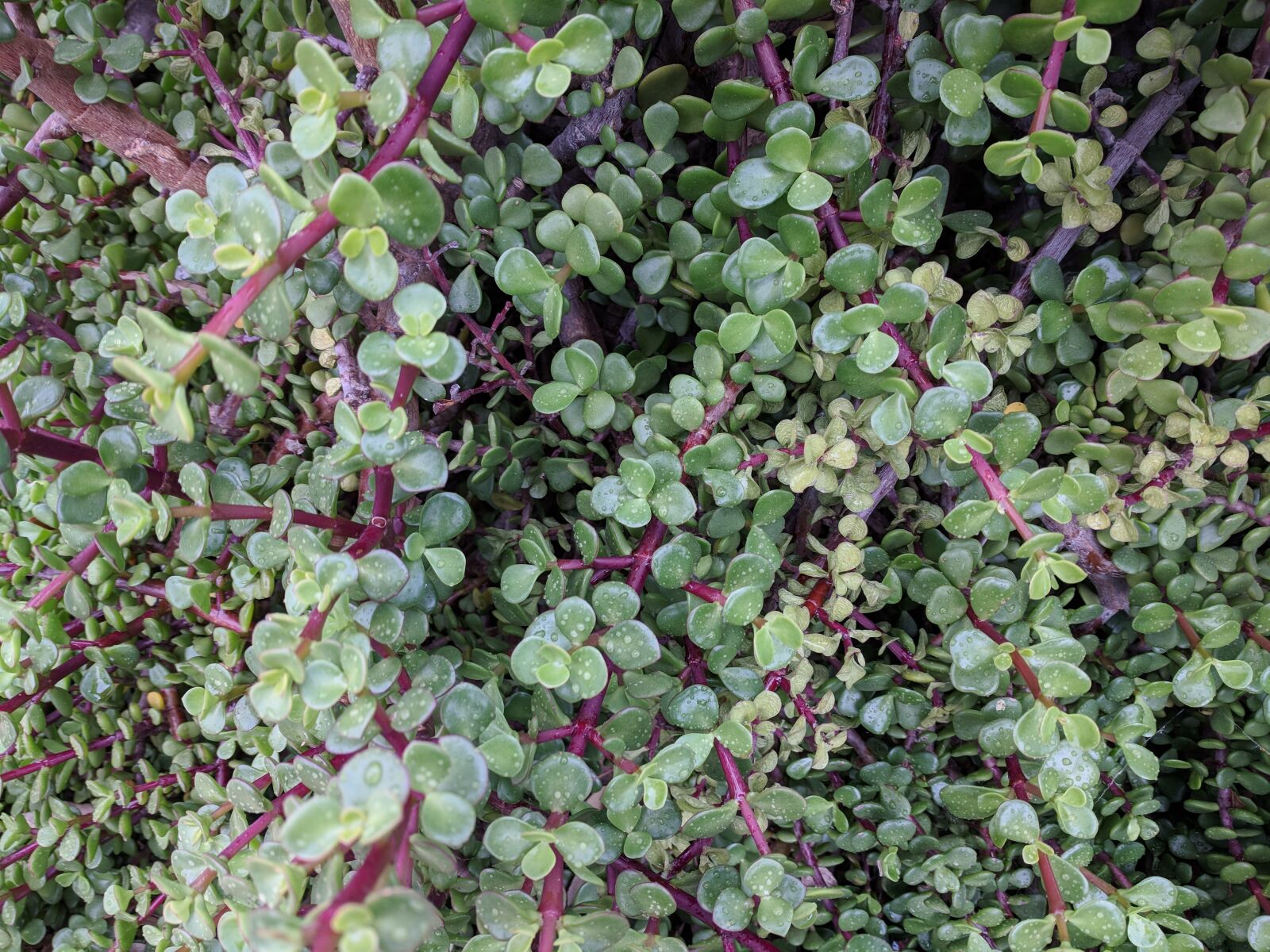 Google Pixel sample photo. Flora, leaf, nature photography