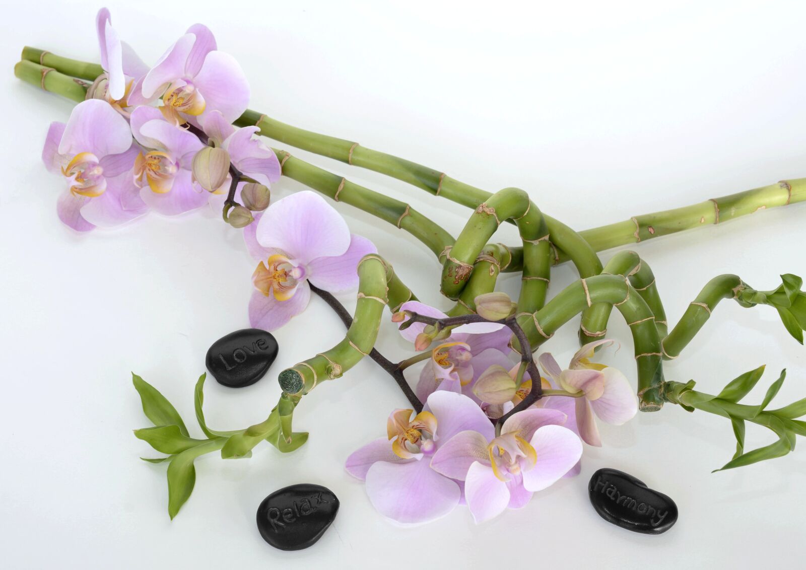 Nikon D7100 sample photo. Orchid, orchid flower, bamboo photography