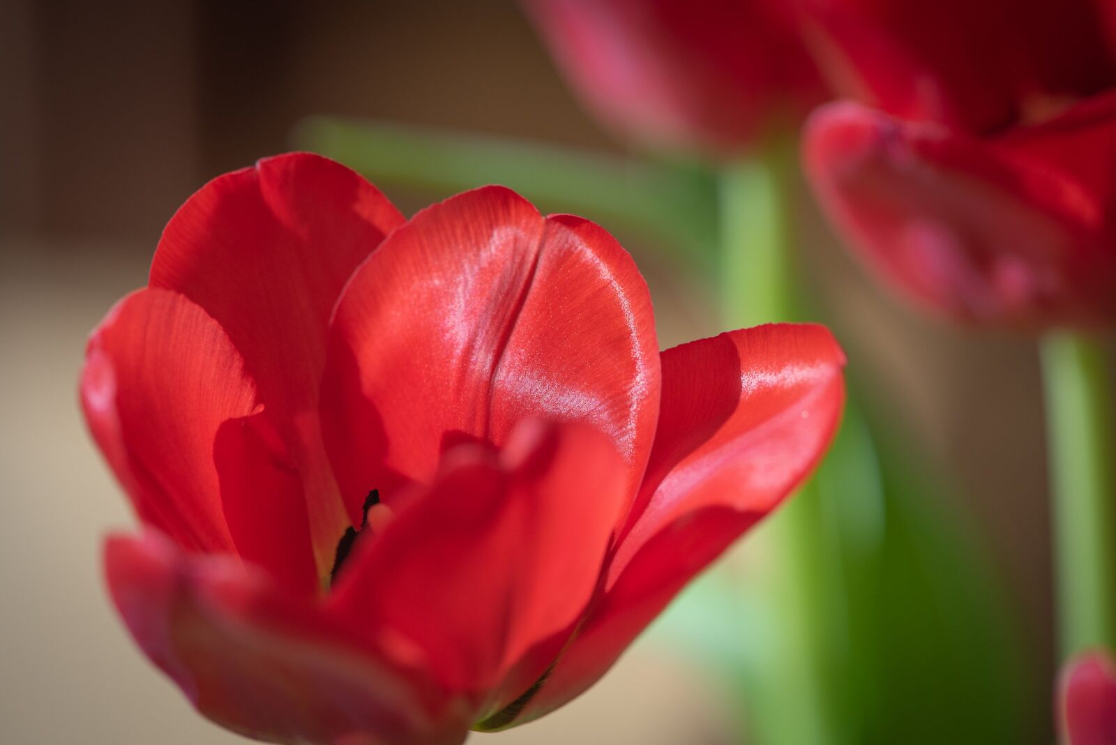Nikon D750 sample photo. Flower, tulip, red photography