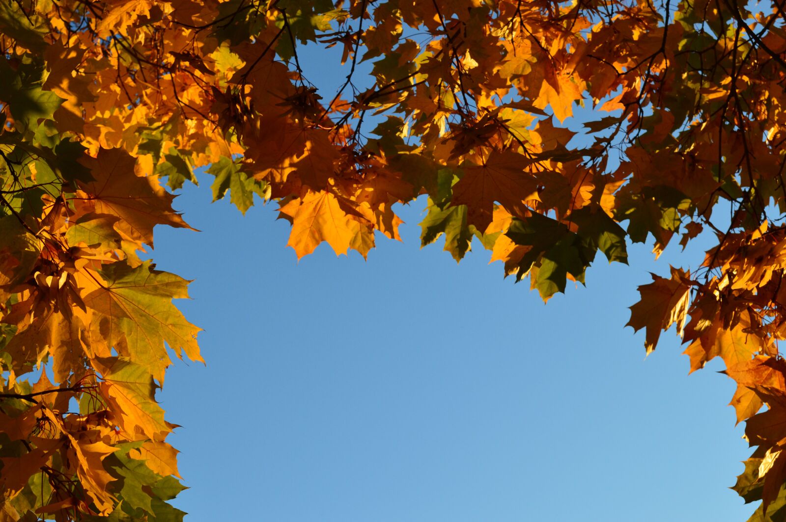 Nikon D3200 sample photo. Nature, colorful, warm photography