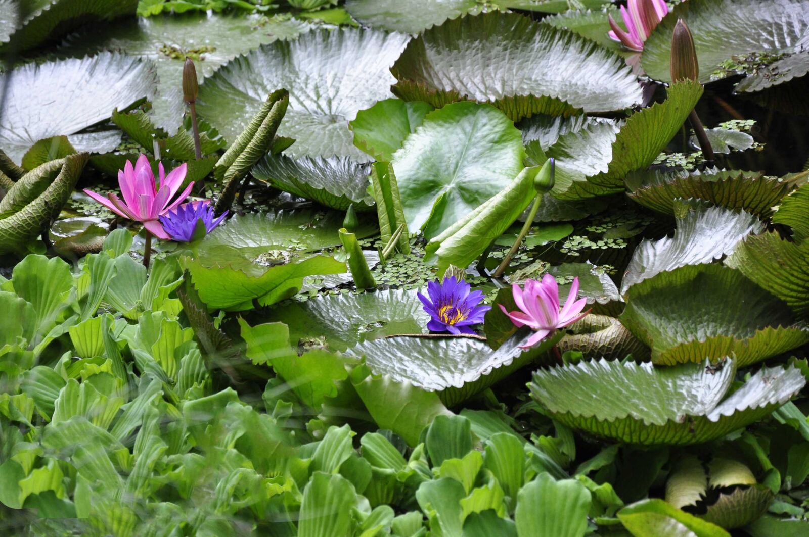 Nikon D90 sample photo. Nature, flower, leaf photography