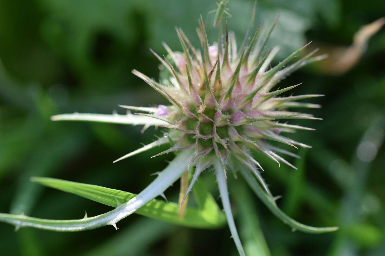 Nikon D5300 sample photo. Macro shot, blossom, bloom photography