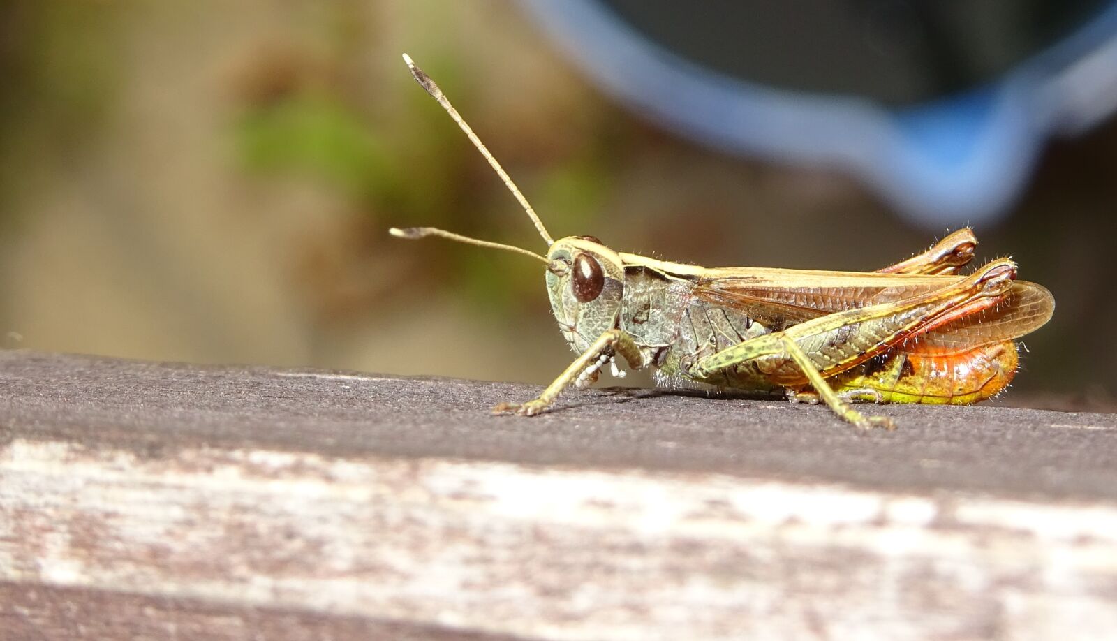 Sony DSC-HX60 sample photo. Insect, grasshoper, grasshopper photography