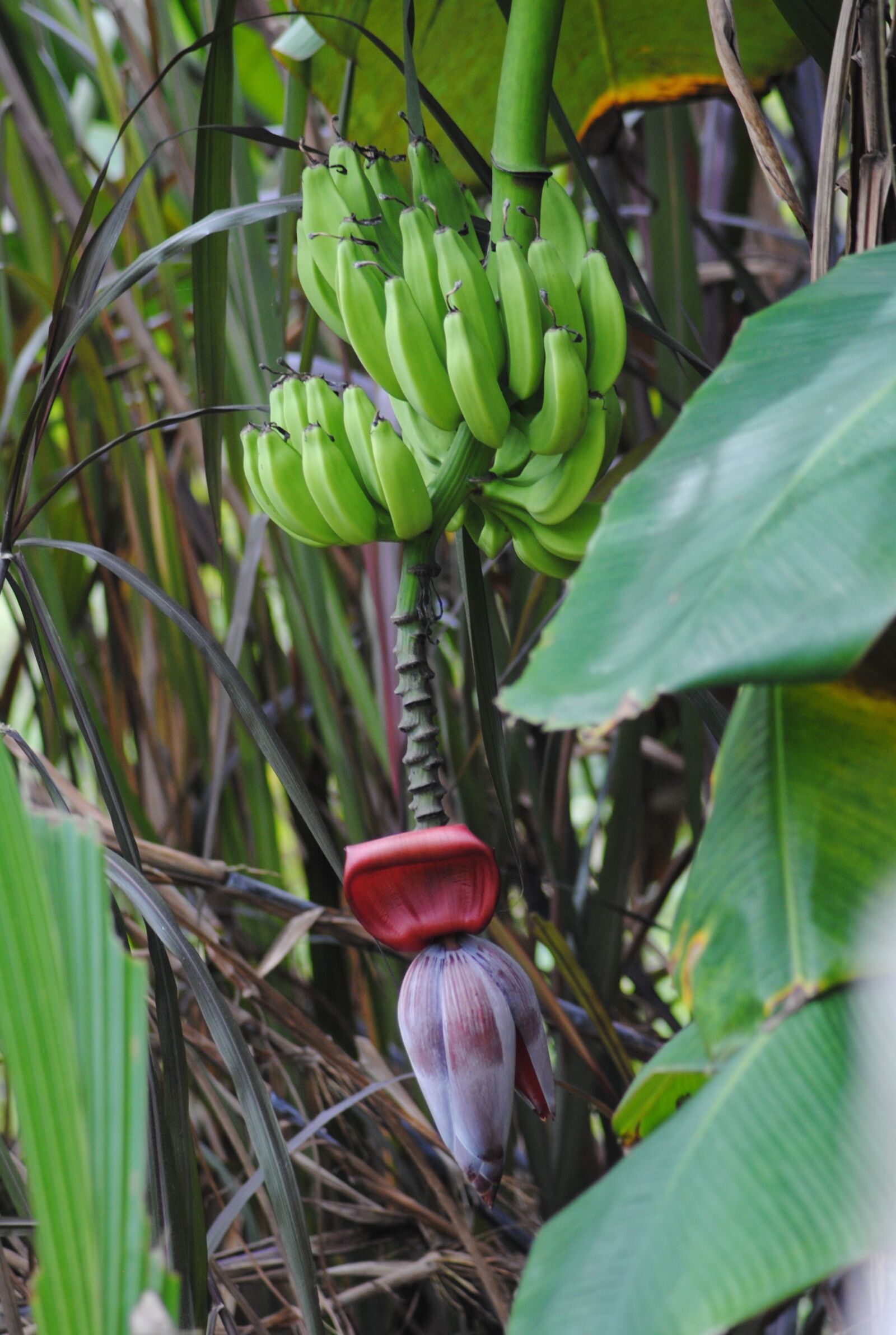 Nikon D3000 sample photo. Banana, tree, plant photography