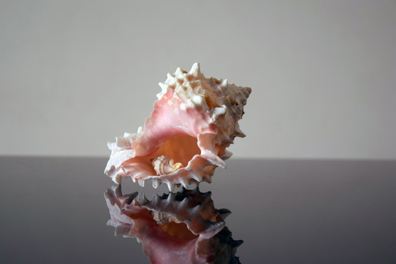 Nikon D3300 sample photo. Shell, background, nature photography