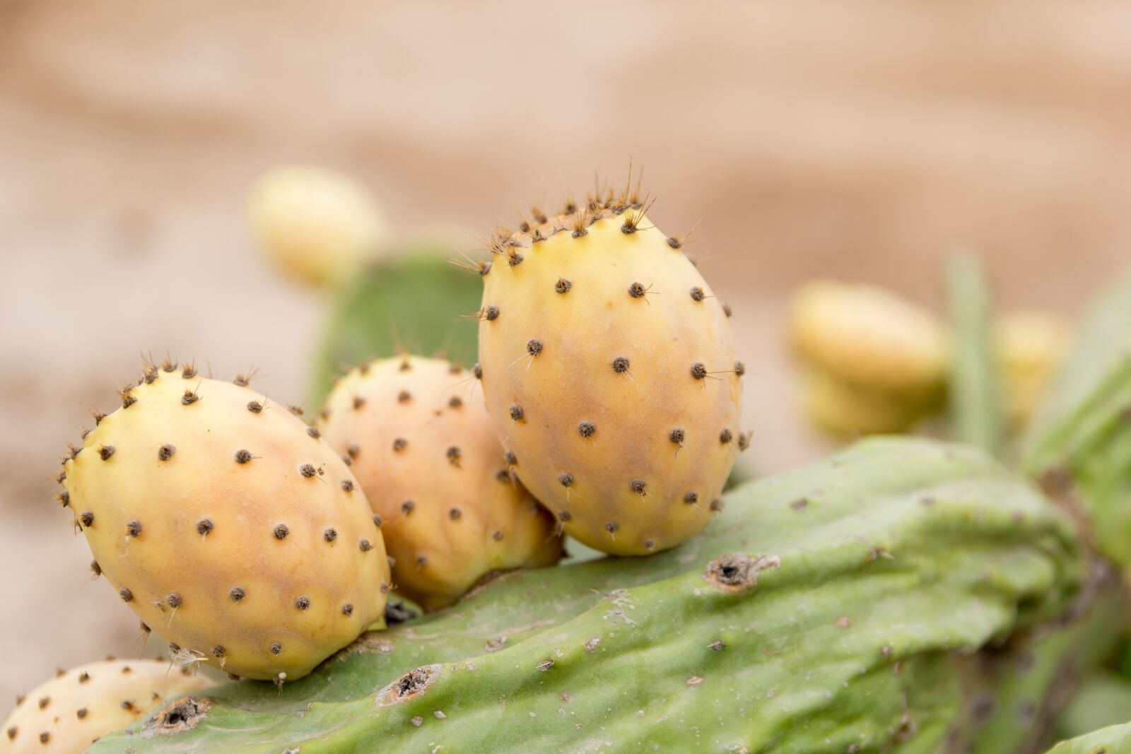 Canon EOS 60D sample photo. Prickly pear, sweet, thorns photography