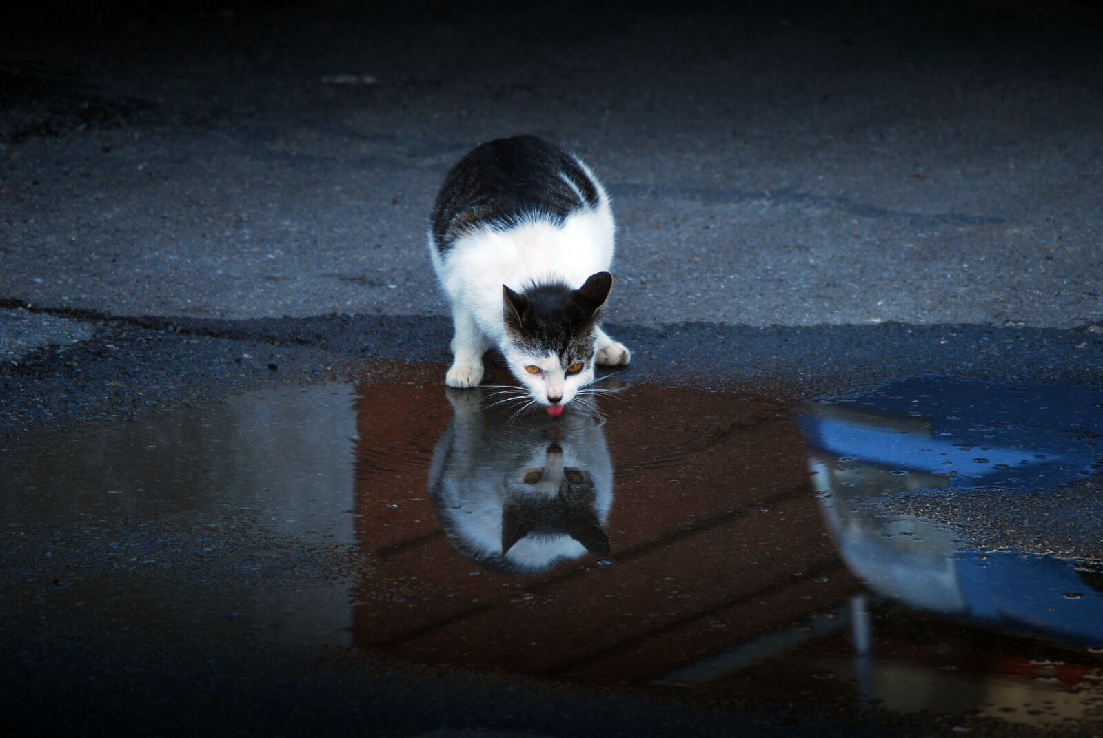 Nikon D60 sample photo. Cat, water, drinks photography