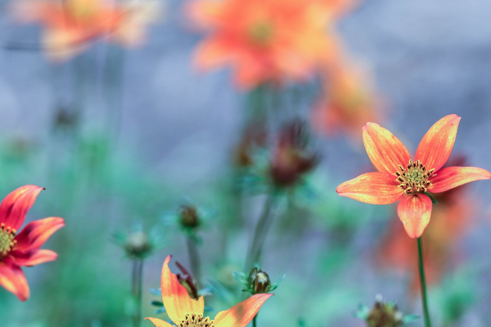 Canon EOS 7D Mark II sample photo. Flower, summer flower, garden photography