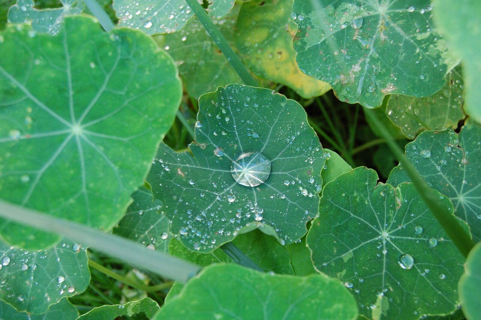 Nikon D40 sample photo. Leaf, rain, dew photography
