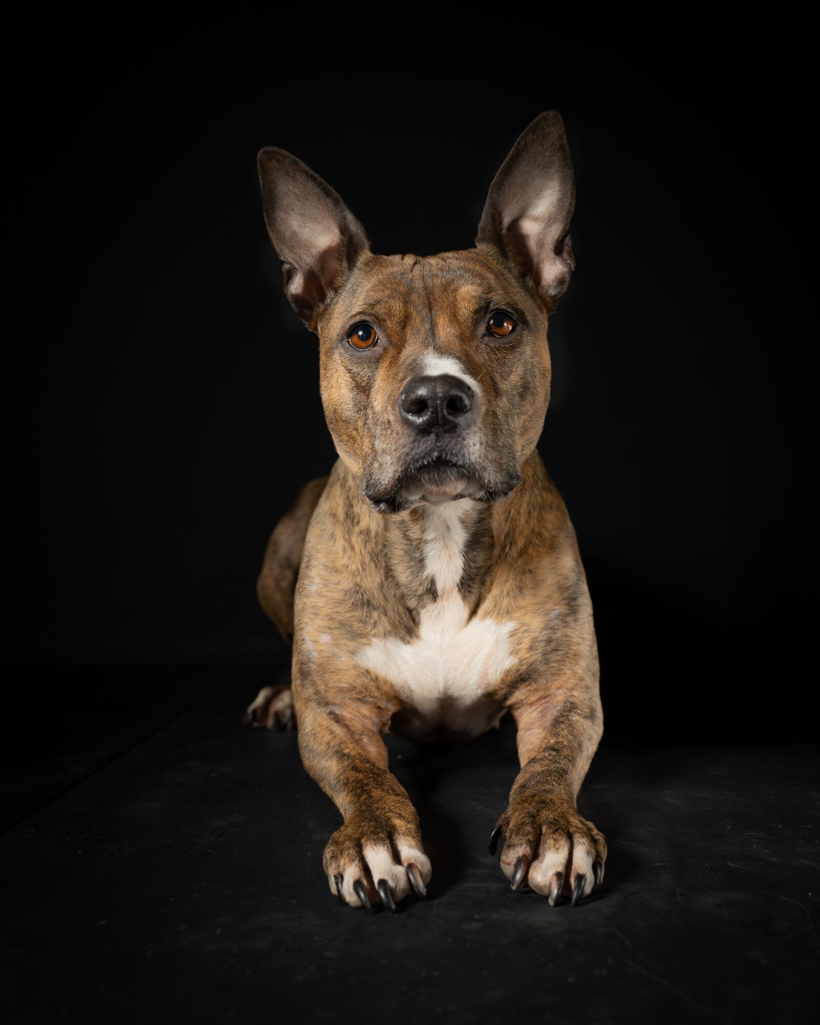 Sony a7 III + Tamron 28-75mm F2.8 Di III RXD sample photo. Dog, space, animal photography