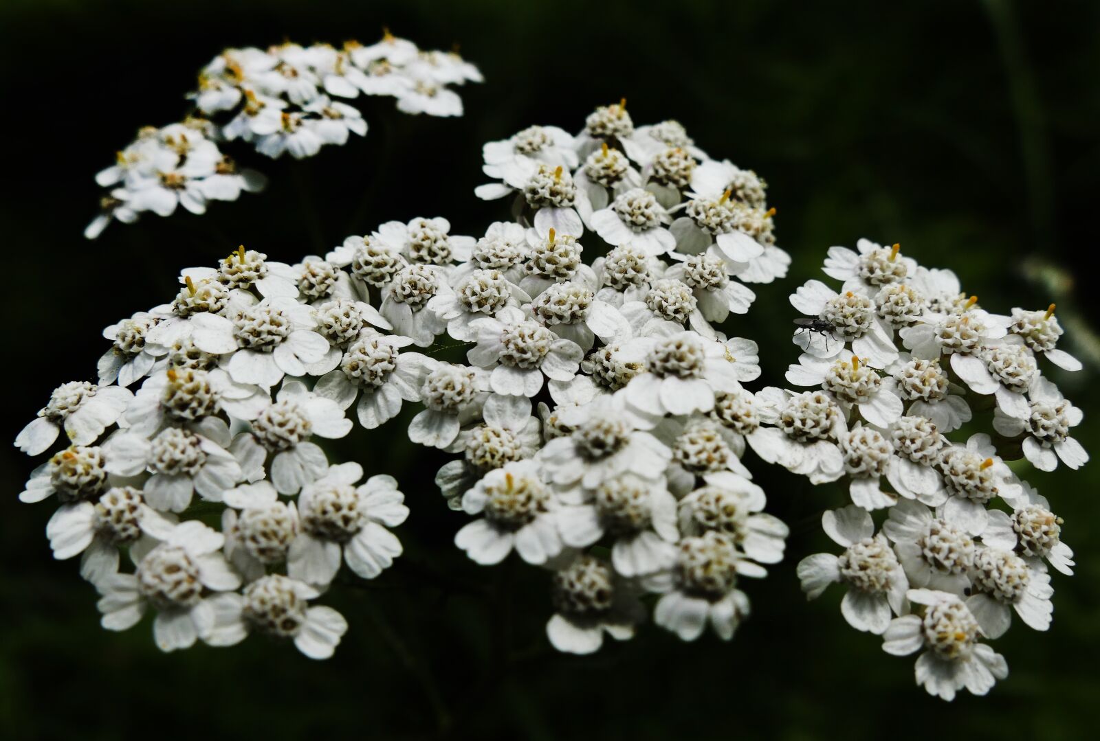Panasonic Lumix DMC-FZ1000 sample photo. Yarrow, flowering plant, tongue photography