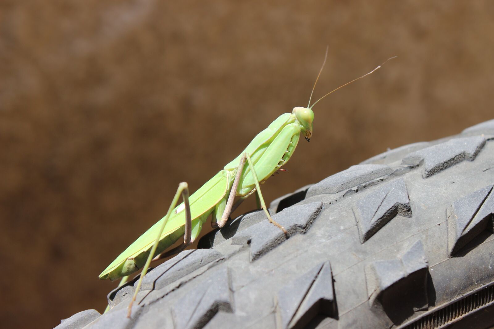 Canon EOS 600D (Rebel EOS T3i / EOS Kiss X5) sample photo. Insect, spring, macro photography