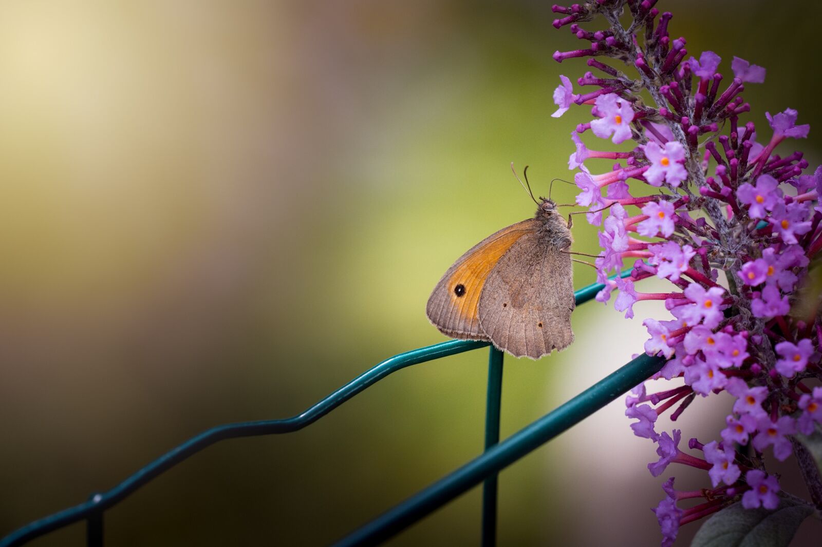 Nikon D7100 sample photo. Butterfly, insect, flight insect photography
