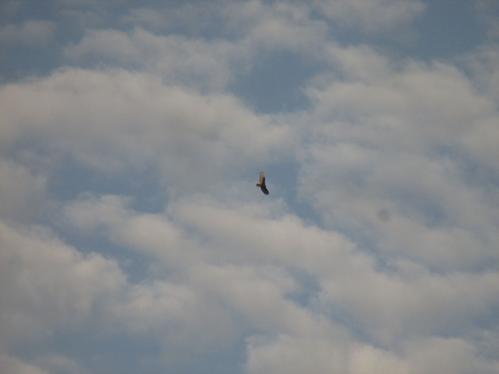 Canon PowerShot ELPH 130 IS (IXUS 140 / IXY 110F) sample photo