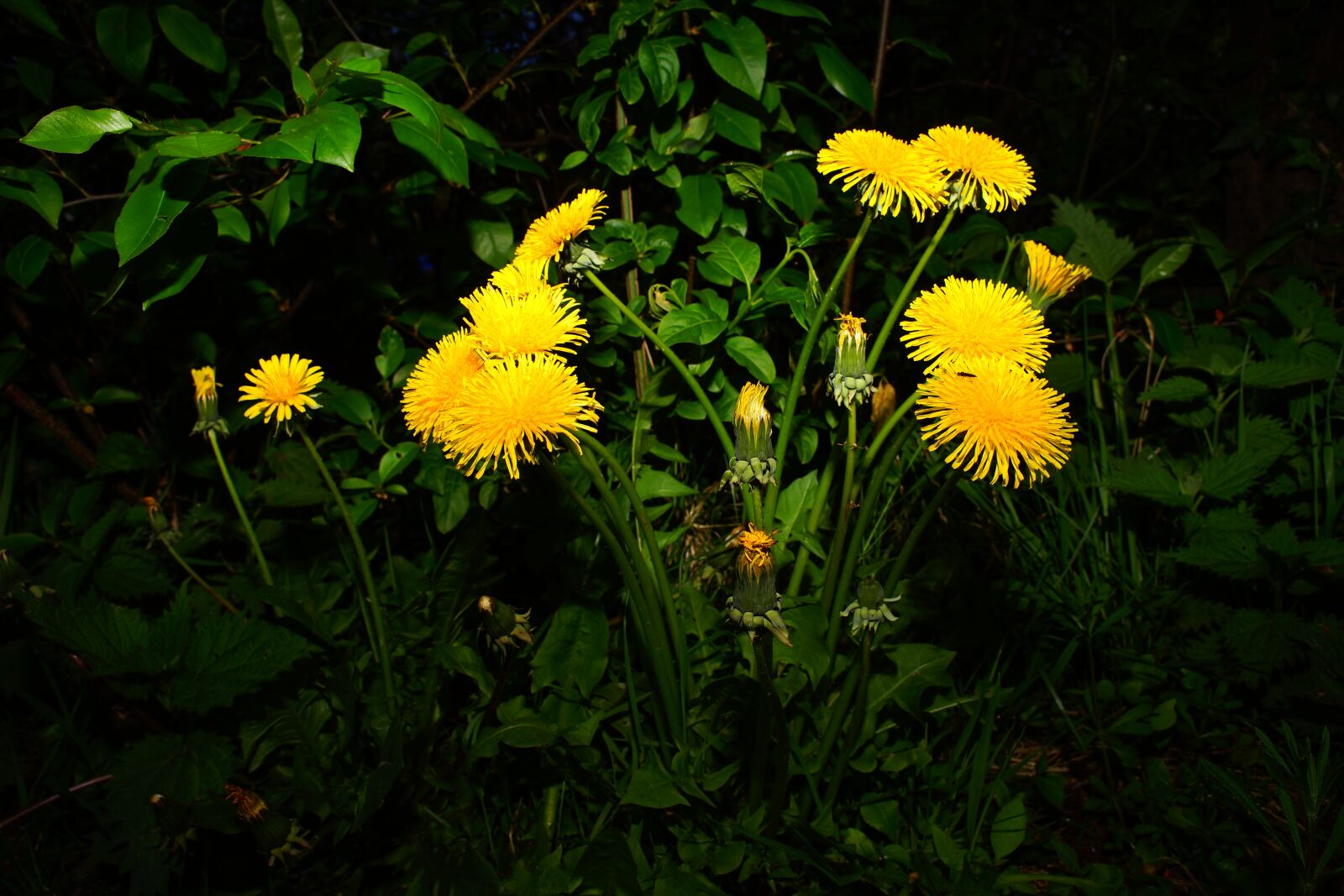 24mm F2.8 sample photo. Dandelion, flowers, yellow photography