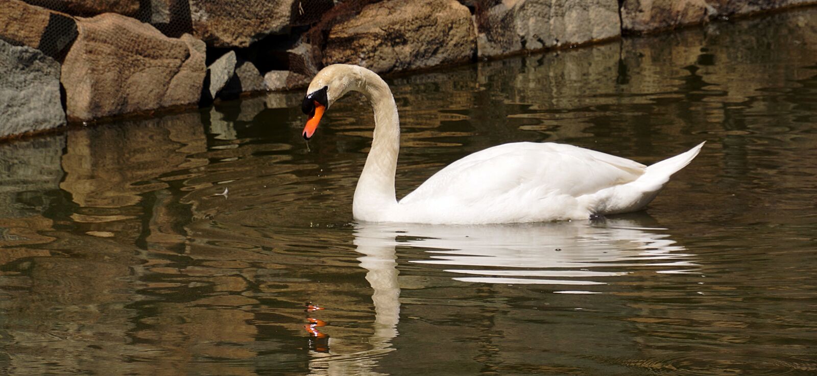 Sony Alpha NEX-7 sample photo. Swan, white, reflection photography