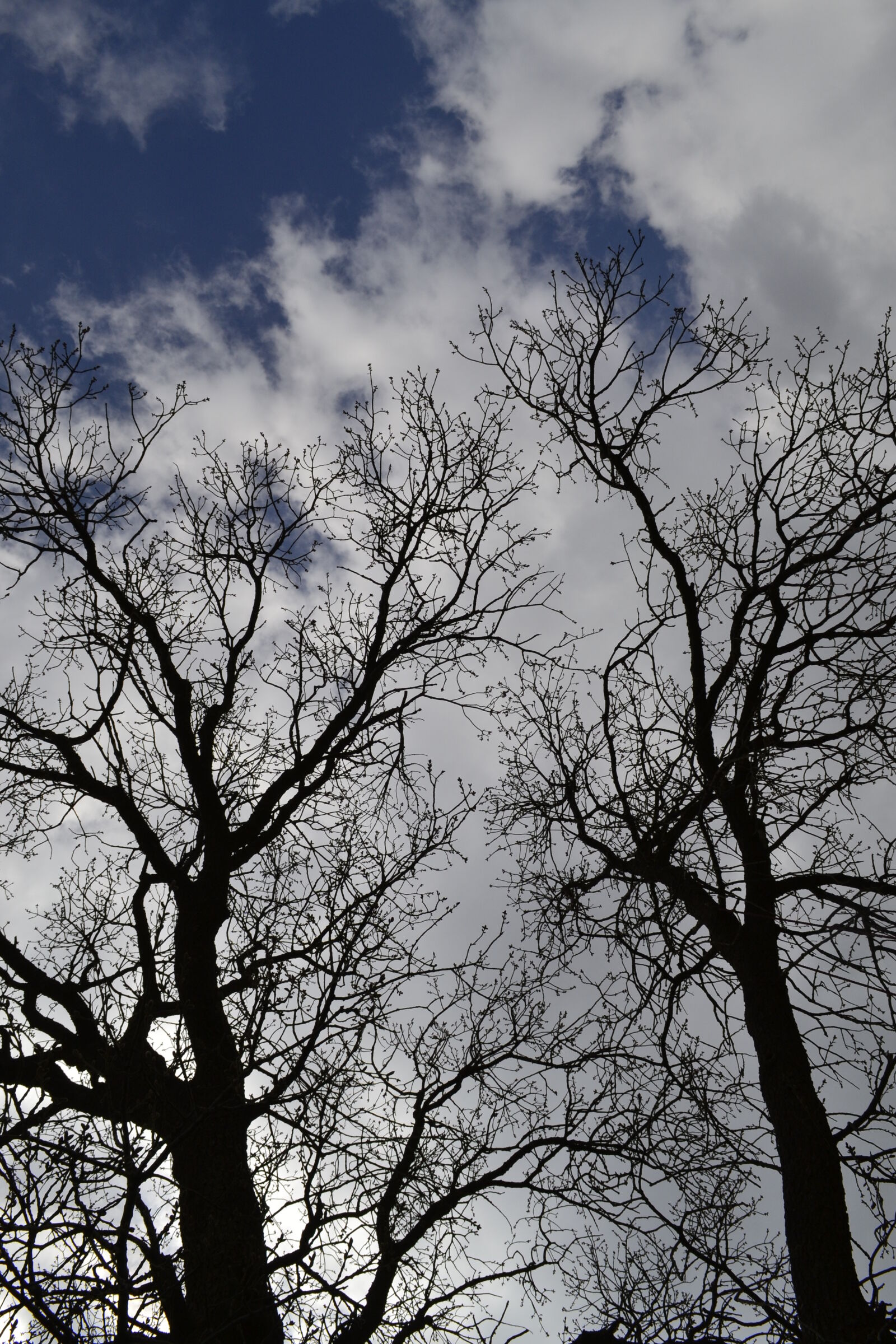 Nikon D3100 sample photo