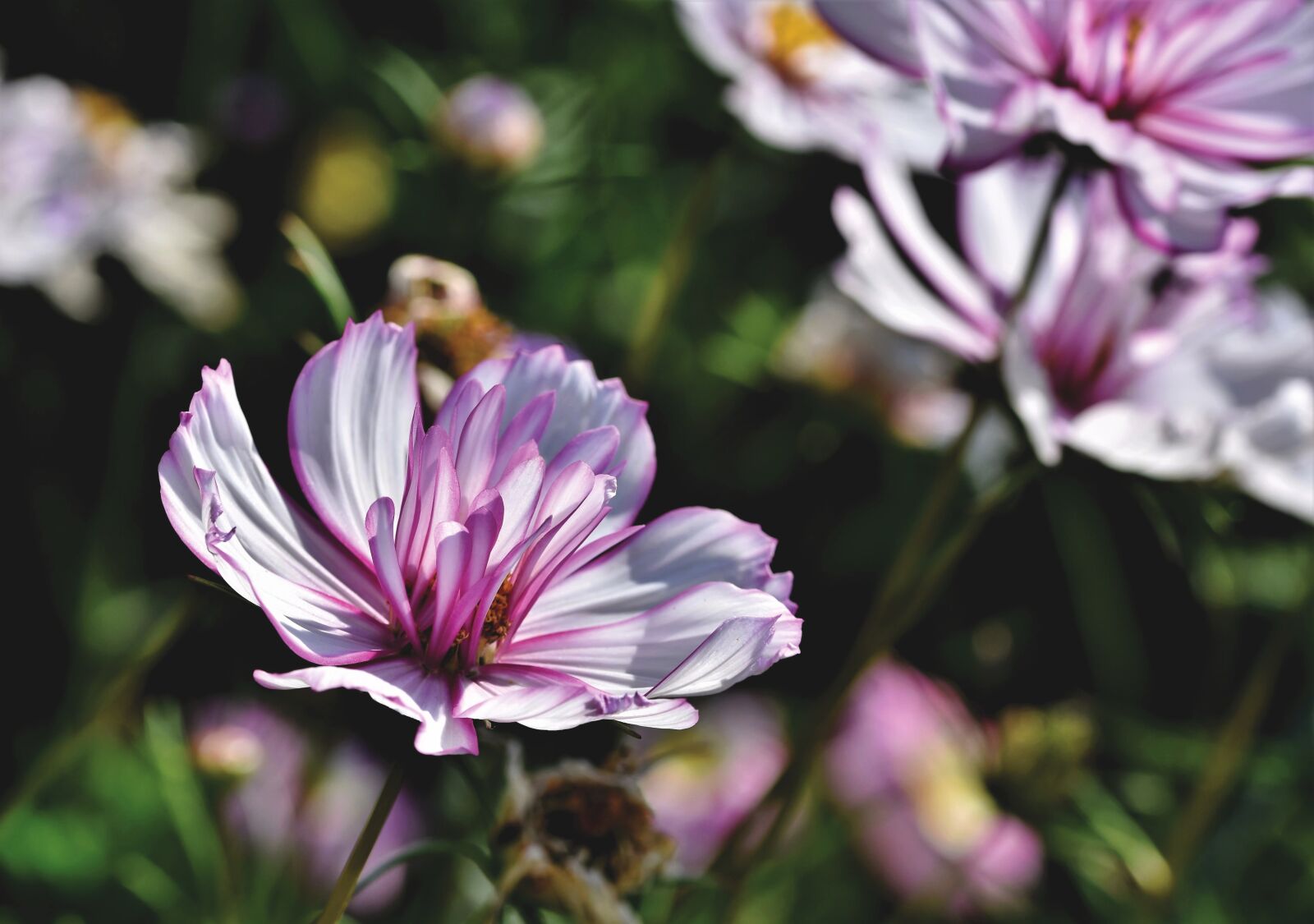 Nikon D7200 sample photo. Blossom, cosmea, flower photography