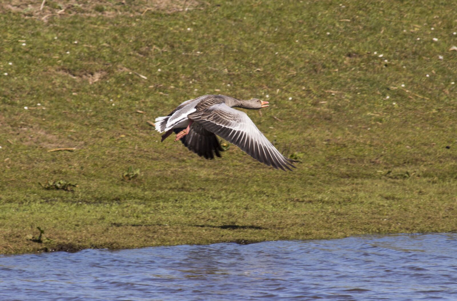 Canon EOS 700D (EOS Rebel T5i / EOS Kiss X7i) + Canon EF 100-400mm F4.5-5.6L IS USM sample photo. Greylag goose, bird, nature photography