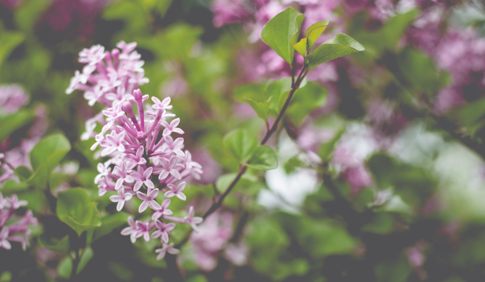 Canon EOS 600D (Rebel EOS T3i / EOS Kiss X5) + Canon EF 50mm F1.8 II sample photo. Lilac, blossom, bloom photography
