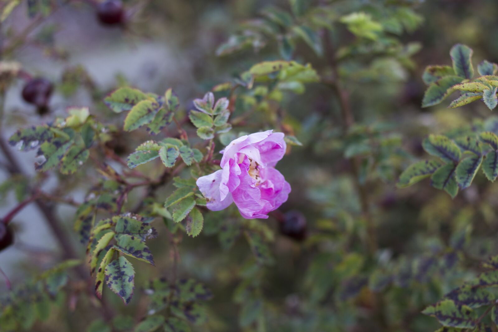Canon EOS 70D + Canon EF 35mm F2 sample photo. Autumn, bush, rose photography