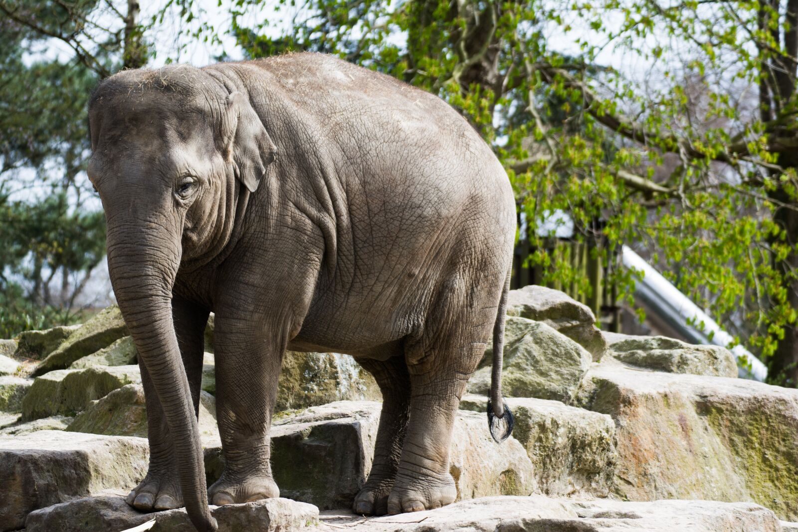Nikon D7100 sample photo. Elephant, zoo emmen, zoo photography