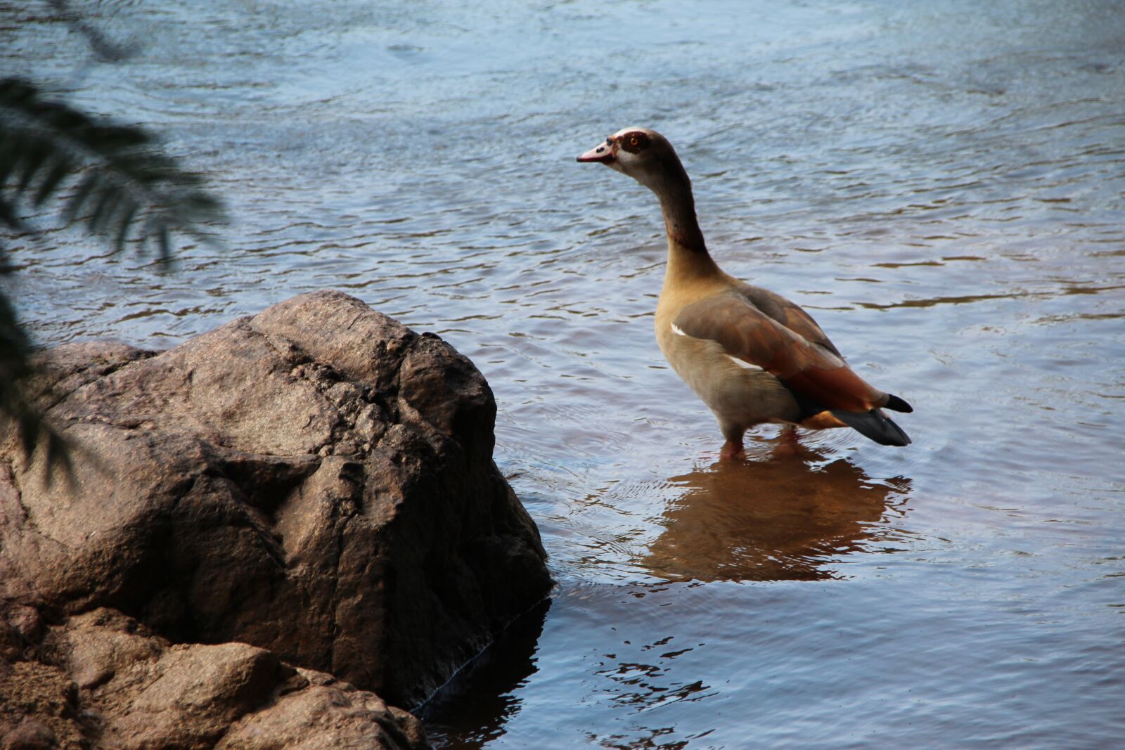 Canon EOS 600D (Rebel EOS T3i / EOS Kiss X5) sample photo. Egyptian goose, river, sanbonani photography