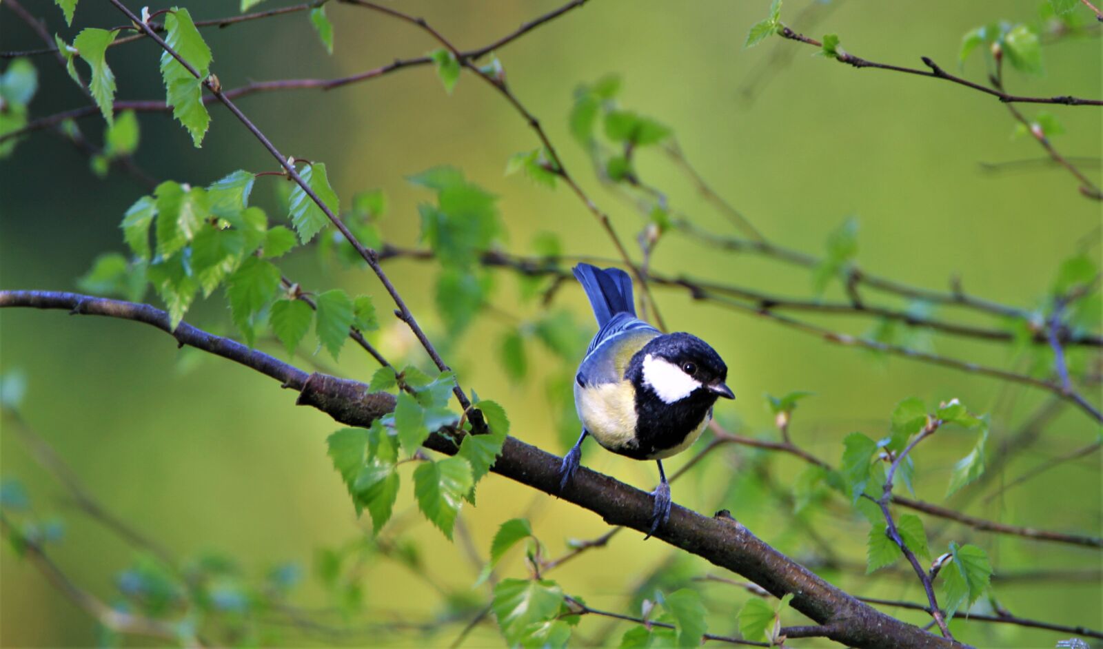 Tamron SP 150-600mm F5-6.3 Di VC USD sample photo. Tit, songbird, bird photography