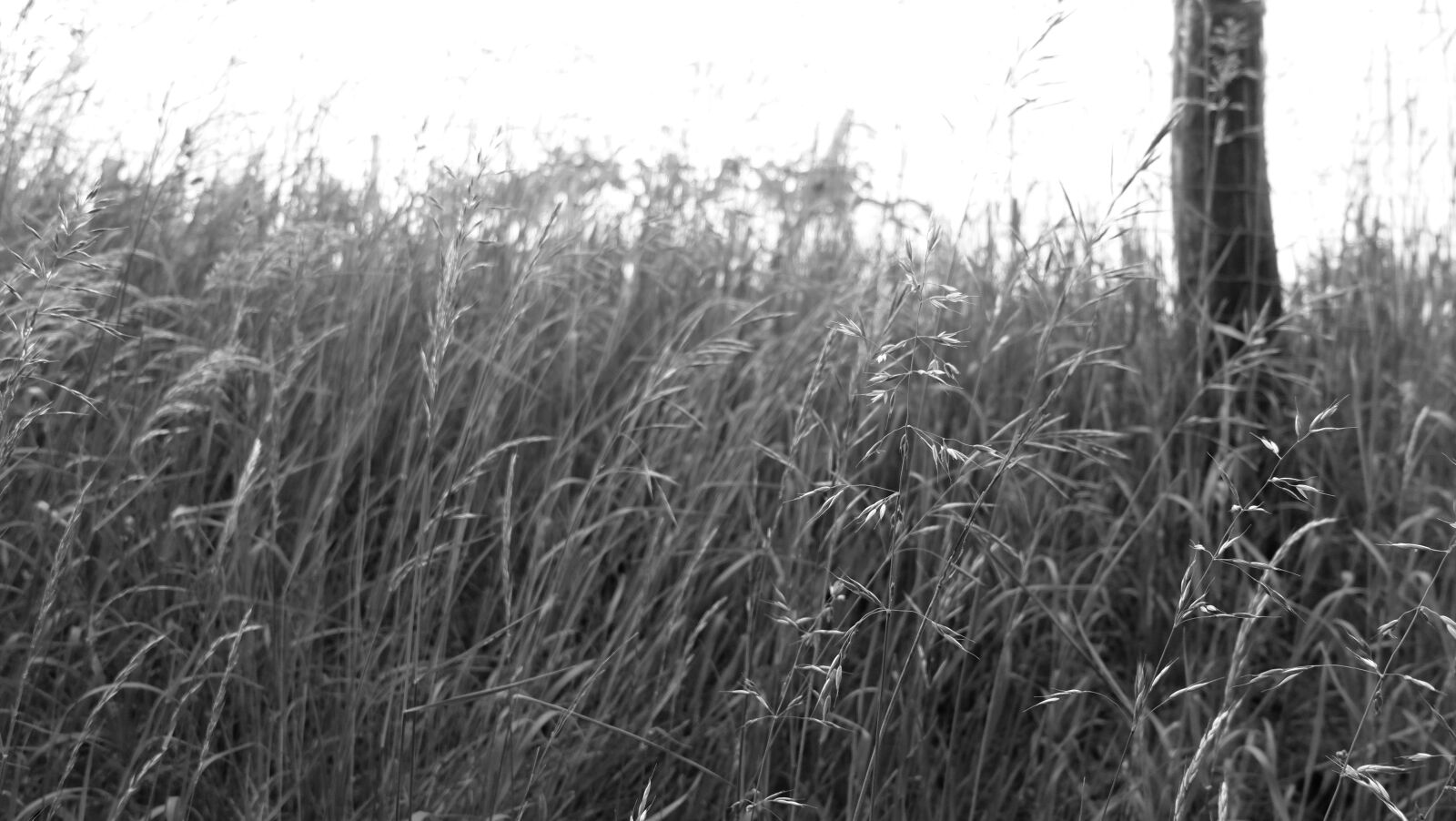 Fujifilm X-M1 sample photo. Black, and, white, fence photography